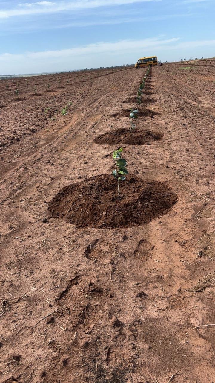 Manutenção de coroas em pomar cítrico